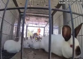 Dumped by a Dumpster: 18 Rabbits Rescued in Golden, Suspect Charged
